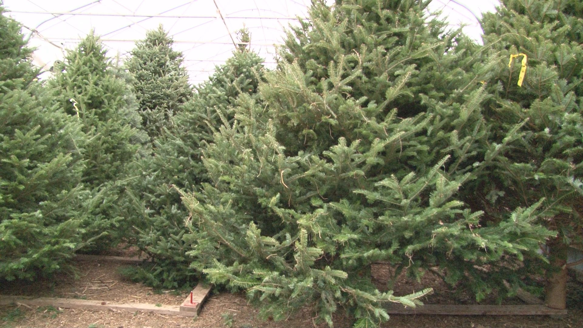 Local tree farms harvesting for Christmas